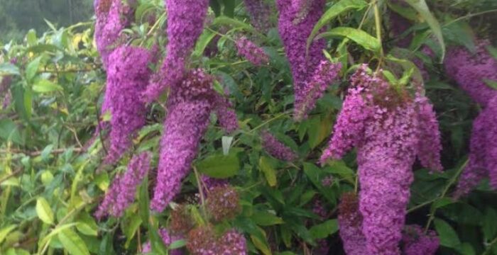 Case Study Brilliant Buddleia Bush!
